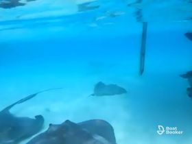 A captivating underwater scene featuring multiple stingrays gliding gracefully through clear blue waters — a unique wildlife experience perfect for marine enthusiasts.