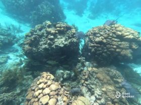 An underwater view showcasing vibrant coral formations and schools of fish, highlighting the beauty of marine life in a tropical setting.