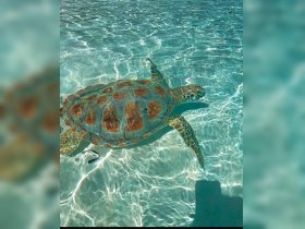 A stunning close-up of a sea turtle gracefully swimming through crystal-clear waters, showcasing the beauty of marine wildlife.
