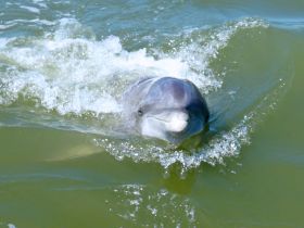 A playful dolphin swims through the water, showcasing its playful nature and charm — a delightful sight for marine wildlife enthusiasts.