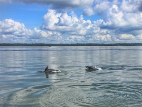 Two dolphins swim gracefully in calm waters under a picturesque sky, showcasing the beauty of marine wildlife encounters.
