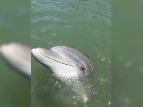 A close-up view of a dolphin swimming in clear waters, showcasing the beauty of marine wildlife encounters.