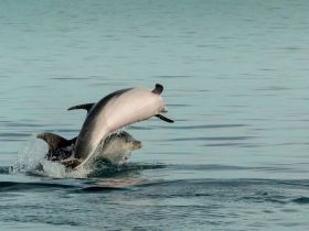 Two dolphins leap joyfully from the water, showcasing their playful nature in a serene aquatic environment — a captivating moment for wildlife enthusiasts.