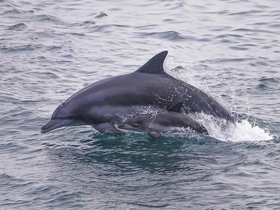 Charter Image