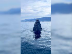 A majestic humpback whale breaches the surface, showcasing its distinctive shape and barnacles — a breathtaking moment for wildlife enthusiasts and marine life observers.