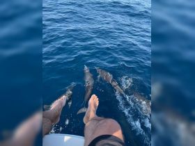 A close-up view of dolphins swimming alongside a boat, with feet visible in the foreground — a delightful wildlife encounter in the open sea.