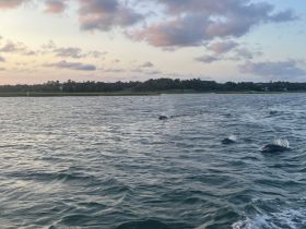 Dolphins swim gracefully in the water during sunset, showcasing the beauty of marine wildlife in their natural habitat.
