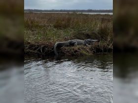 A crocodile basks on the bank of a river, showcasing the natural wildlife in its habitat — a perfect scene for nature enthusiasts and wildlife photographers.