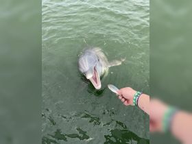 A playful dolphin eagerly approaches for a fish being offered by a hand, showcasing a delightful interaction with marine wildlife.