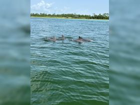 A pod of dolphins swims gracefully in the clear waters, showcasing the beauty of marine wildlife in their natural habitat.