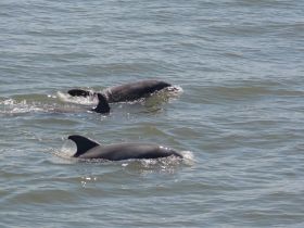 A captivating view of dolphins swimming gracefully in the water, showcasing the beauty of marine wildlife in their natural habitat.