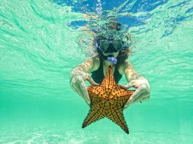A snorkeler interacts with a vibrant starfish underwater, showcasing the beauty of marine life in crystal-clear waters — a perfect moment for ocean enthusiasts.