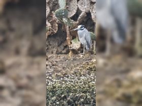 A striking close-up of a bird perched near cacti, showcasing the beauty of wildlife in its natural habitat.
