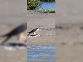 A falcon feeds on its catch along the shoreline, showcasing the beauty of wildlife in its natural habitat.