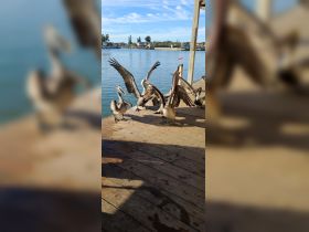 A group of pelicans gathered on a dock, showcasing their unique behavior and interaction with the waterfront environment — a delightful wildlife sight.