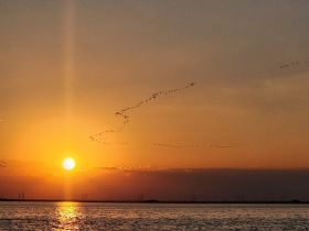 A breathtaking sunset over tranquil waters, with a flock of birds flying across the sky, creating a picturesque scene perfect for nature lovers and photographers.