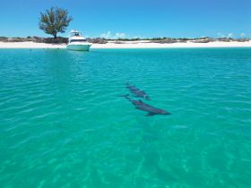A pod of dolphins swims gracefully in the clear turquoise waters, with a boat and beach in the background, showcasing a perfect day of wildlife interaction in a tropical paradise.