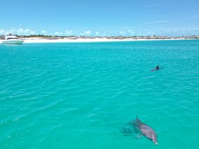 Two dolphins swim gracefully in the crystal-clear turquoise waters, with a picturesque sandy beach in the background — a perfect scene for wildlife enthusiasts and marine life lovers.
