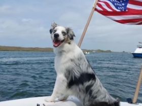A joyful dog poses on the boat with an American flag in the background, capturing the spirit of adventure on the water.