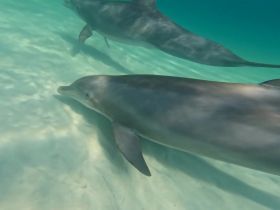 Two dolphins gracefully swim through clear turquoise waters, showcasing the beauty of marine wildlife in their natural habitat.