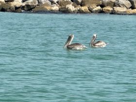 Two pelicans gracefully swim in the clear waters, showcasing the beauty of wildlife in their natural habitat.