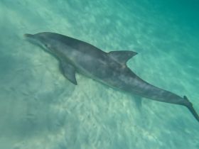 A graceful dolphin swims through crystal-clear waters, showcasing the beauty of marine wildlife in its natural habitat.