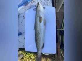 A freshly caught fish displayed on a cutting board, showcasing the excitement of a successful fishing trip.