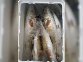 A cooler filled with freshly caught fish, showcasing the excitement of a successful fishing trip. Perfect for anglers looking to enjoy their catch on the water.