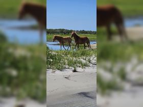 Two wild horses roam along the shoreline, showcasing the beauty of nature in their natural habitat.