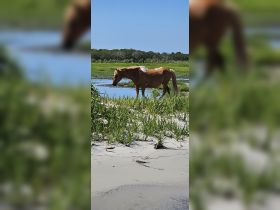 A wild horse grazes near a tranquil water source, surrounded by lush greenery — a serene moment in nature.