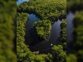 Aerial view of a boat navigating through a winding mangrove river, showcasing the lush greenery and serene waters — a perfect escape into nature.