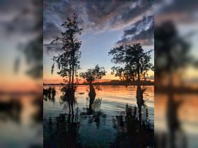 A stunning sunset over tranquil waters, framed by silhouetted trees, creating a picturesque scene perfect for nature lovers and photographers.
