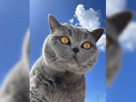 A close-up of a gray cat against a bright blue sky, showcasing its striking golden eyes and fluffy fur.