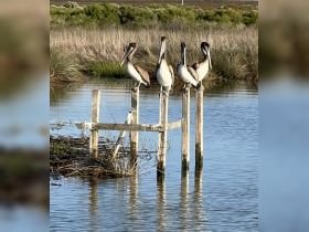 A serene scene featuring a group of pelicans perched on wooden posts above calm waters, showcasing the beauty of wildlife in a natural habitat.