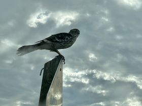 A striking image of a bird perched on a sign against a dramatic cloudy sky, showcasing the beauty of wildlife in its natural habitat.