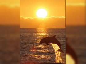 A stunning silhouette of a dolphin leaping out of the water against a vibrant sunset backdrop, capturing the beauty of marine wildlife in its natural habitat.