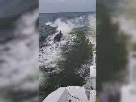 A dolphin gracefully swims alongside a boat, creating a captivating moment in the water — a delightful encounter with marine wildlife.