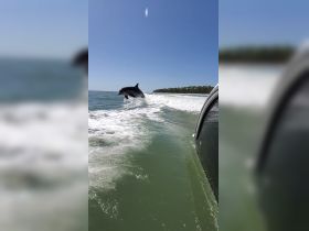 A stunning capture of a dolphin leaping out of the water, showcasing the beauty of marine wildlife in its natural habitat.