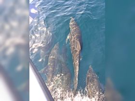 A captivating view of dolphins swimming gracefully in clear waters, showcasing the beauty of marine wildlife encounters.