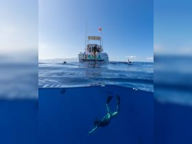 A group enjoys snorkeling in the clear blue ocean, with a boat anchored nearby — a perfect adventure for marine exploration.