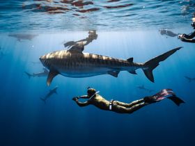 A diver interacts with a majestic shark underwater, showcasing an exhilarating wildlife experience that highlights the beauty of marine life.