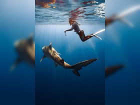A diver interacts with a shark underwater, showcasing the thrill of swimming with marine wildlife — an unforgettable experience for adventure seekers.