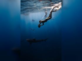 Divers interact with majestic sharks underwater, showcasing an exhilarating wildlife experience perfect for adventure seekers.
