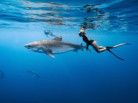 A diver swims alongside a majestic tiger shark in clear blue waters, showcasing an exhilarating underwater wildlife encounter.