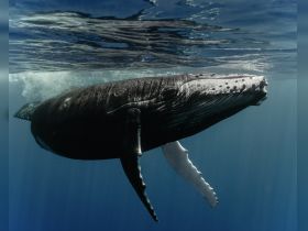 A majestic humpback whale glides gracefully beneath the surface, showcasing the beauty of marine wildlife in its natural habitat.