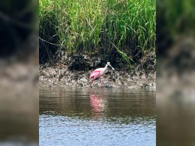 A beautiful roseate spoonbill wades through shallow waters, showcasing its vibrant pink feathers against a lush green backdrop — a stunning sight in the wetlands.