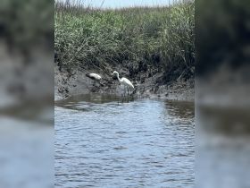 A serene scene featuring two birds, including an egret, wading through shallow waters surrounded by lush greenery — a beautiful representation of wildlife in its natural habitat.
