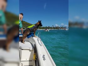 A dog in a life jacket enjoys the view from the bow of a boat, showcasing the fun of boating with pets in beautiful turquoise waters.