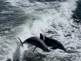 Two dolphins leap gracefully through the waves, showcasing their playful nature in a stunning marine setting.