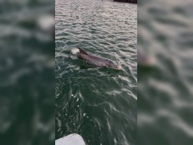 A dolphin swims gracefully through the water, showcasing the beauty of marine wildlife in its natural habitat.